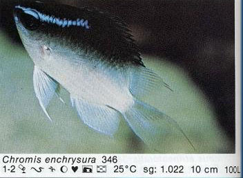 Chromis enchrysura